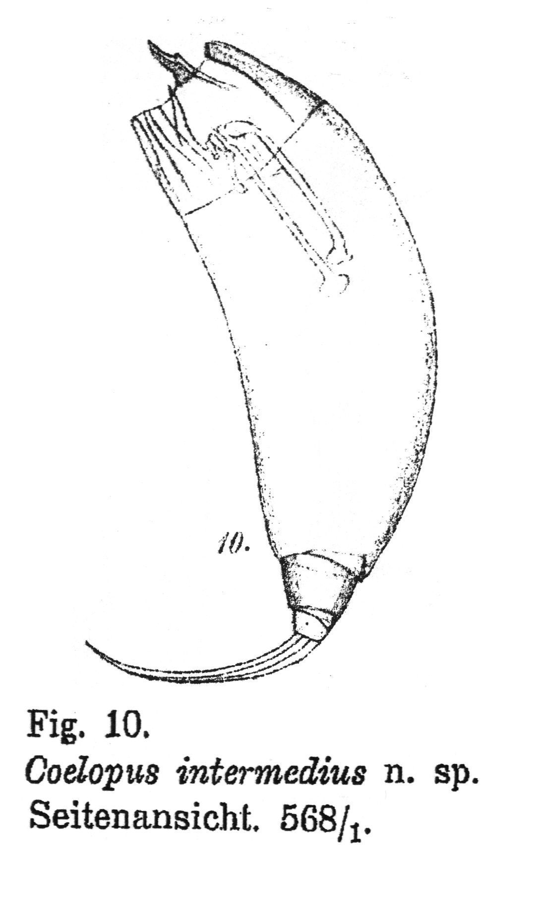 Imagem de Trichocerca intermedia (Stenroos 1898)