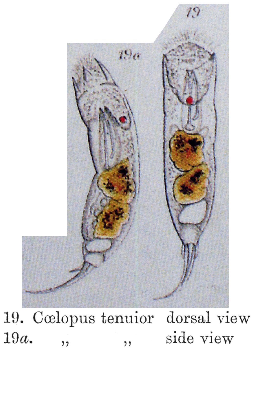 Image of Trichocerca tenuior (Gosse 1886)