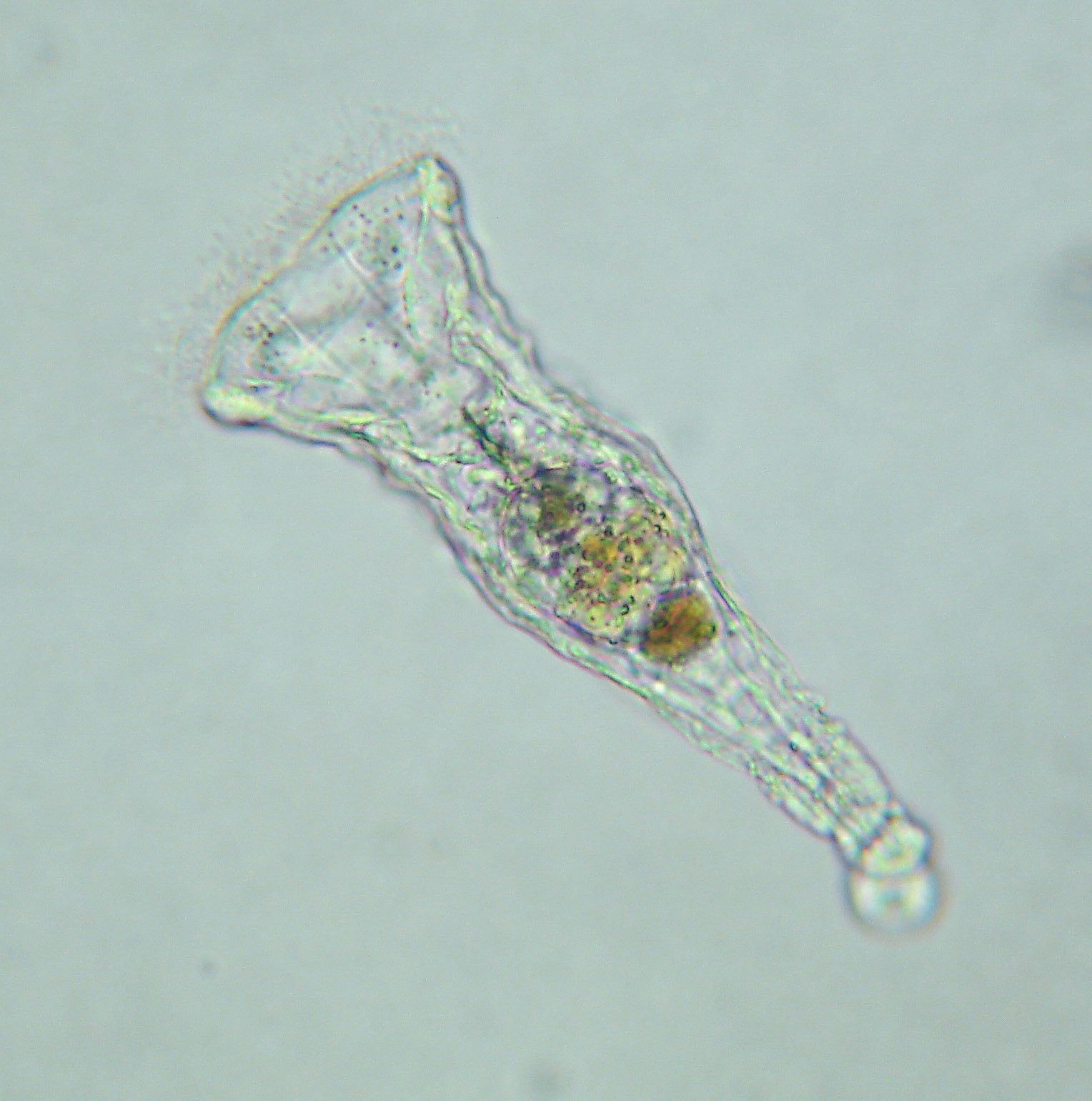 Image of <i>Collotheca tubiformis</i>