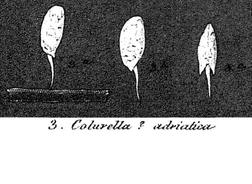 Image of <i>Colurella adriatica</i>