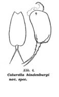 Image of <i>Colurella hindenburgi</i>