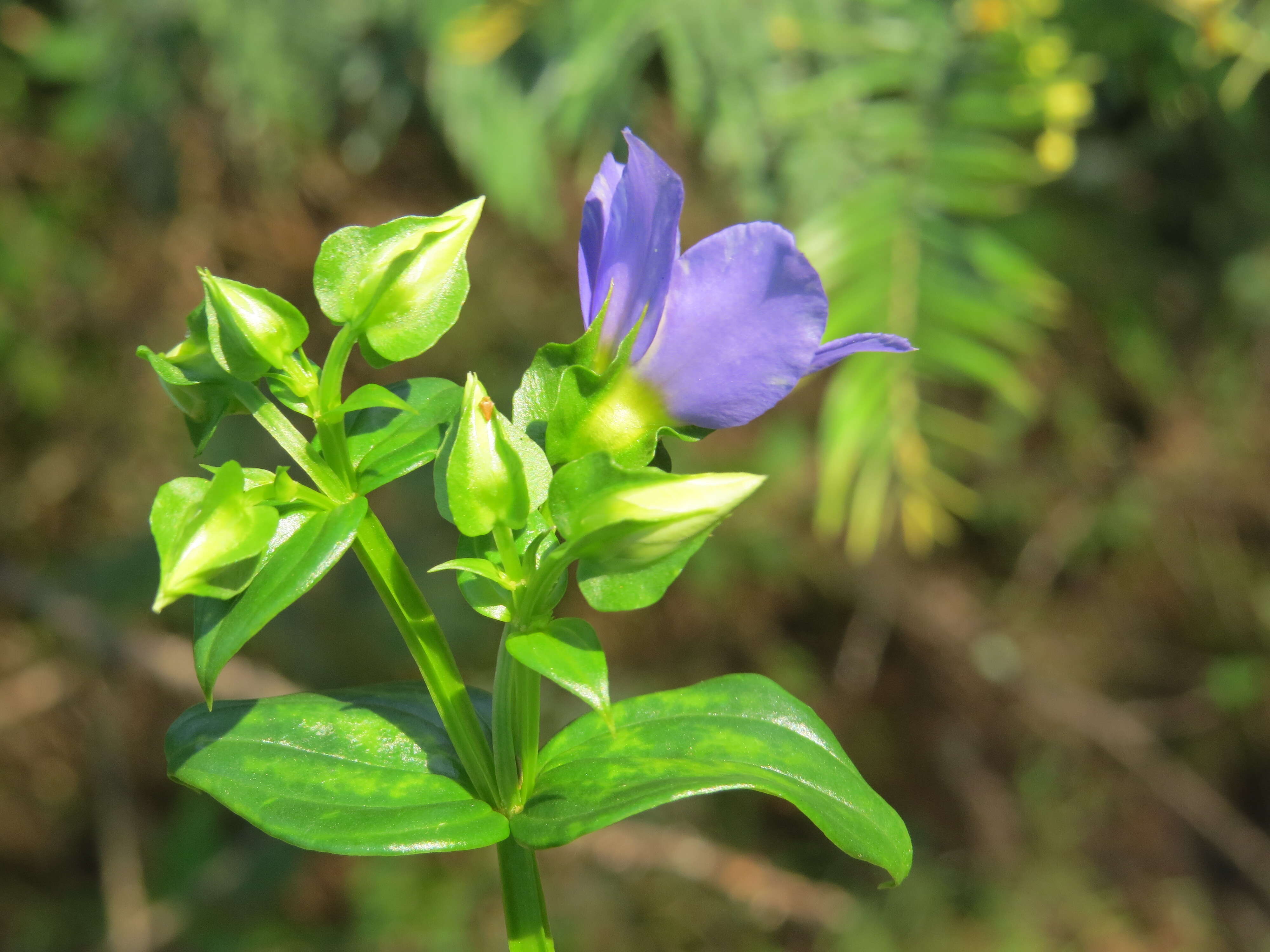 Image of Exacum courtallense Arn.