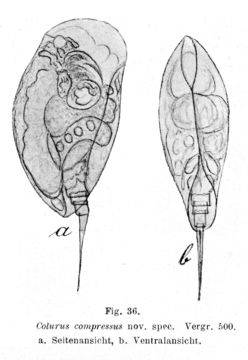 Image of Colurella colurus compressa (Lucks 1830)