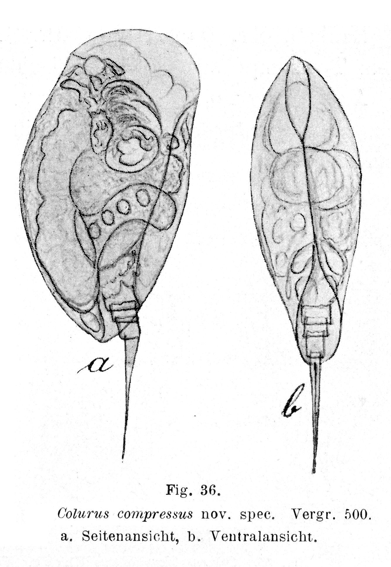 Image of Colurella colurus compressa (Lucks 1830)