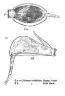 Image of Lepadella (Lepadella) cristata (Rousselet 1893)