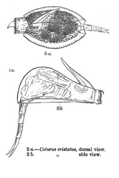 Image of Lepadella (Lepadella) cristata (Rousselet 1893)