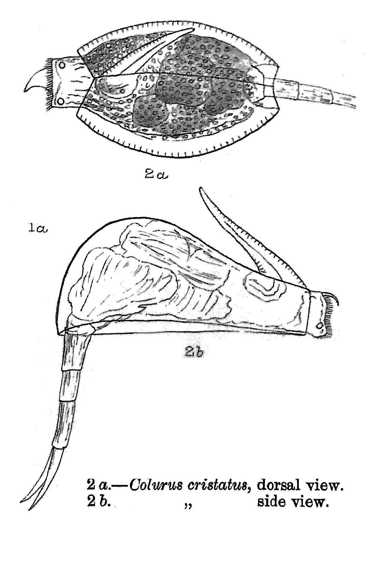 Imagem de Lepadella (Lepadella) cristata (Rousselet 1893)