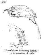 Image of Colurella dicentra (Gosse 1887)