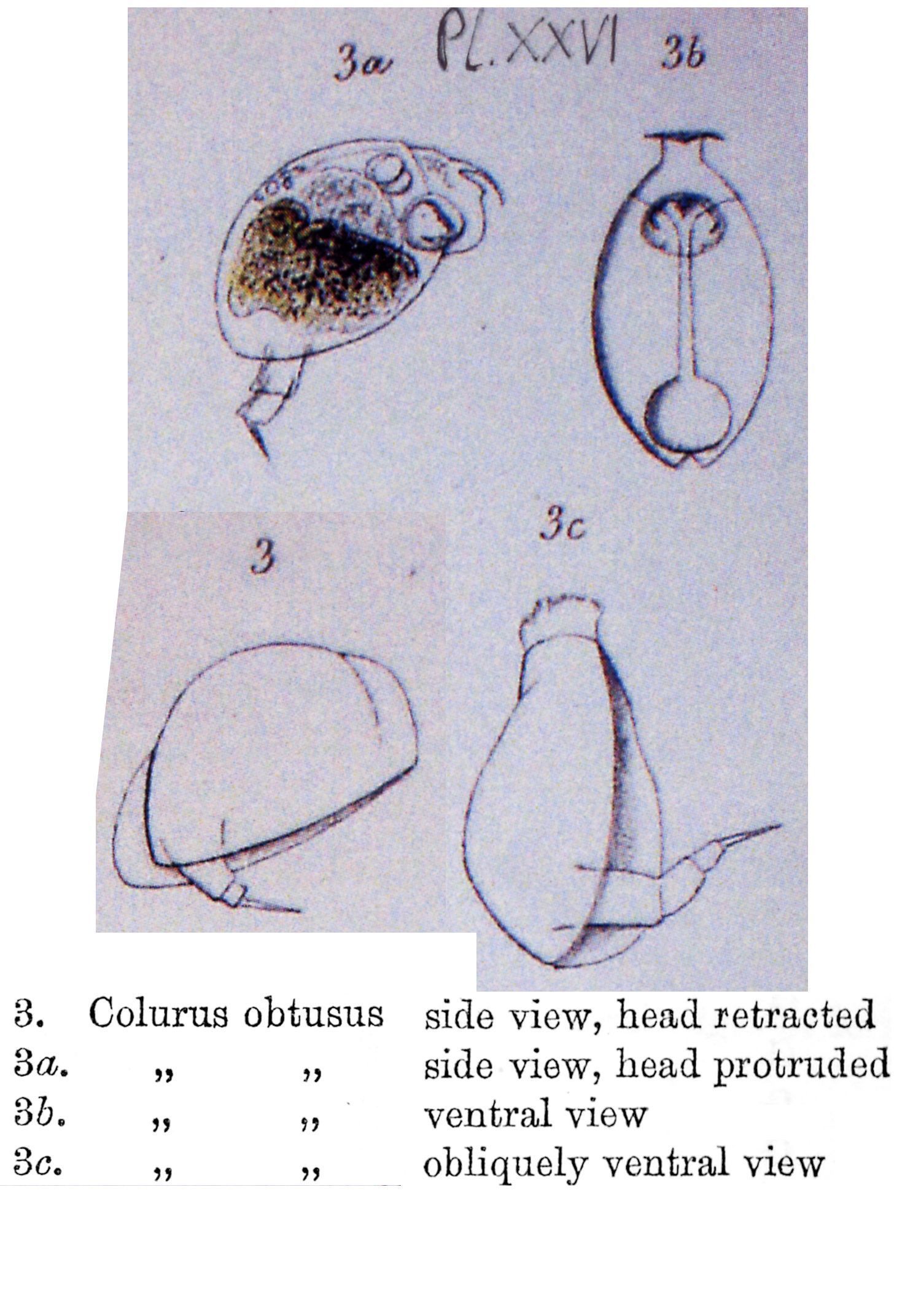 Image of <i>Colurella obtusa</i>