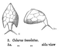 Image of Colurella tesselata (Glascott 1893)