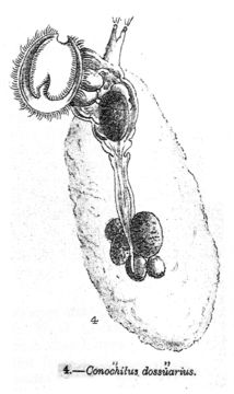 Image of Conochilus (Conochiloides) dossuarius Hudson 1885