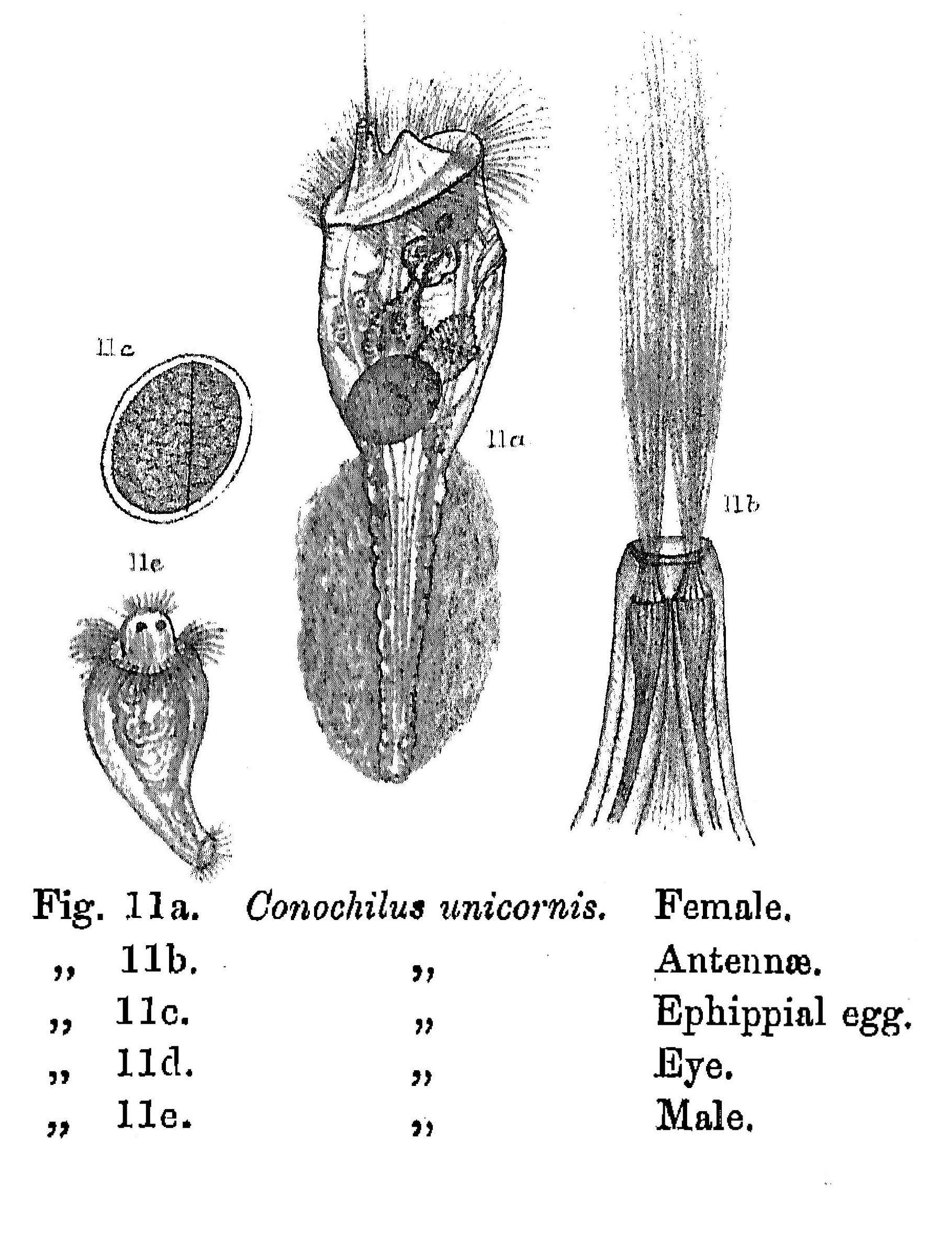 Image of <i>Conochilus unicornis</i>