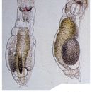 Image of <i>Notommata cerberus</i>