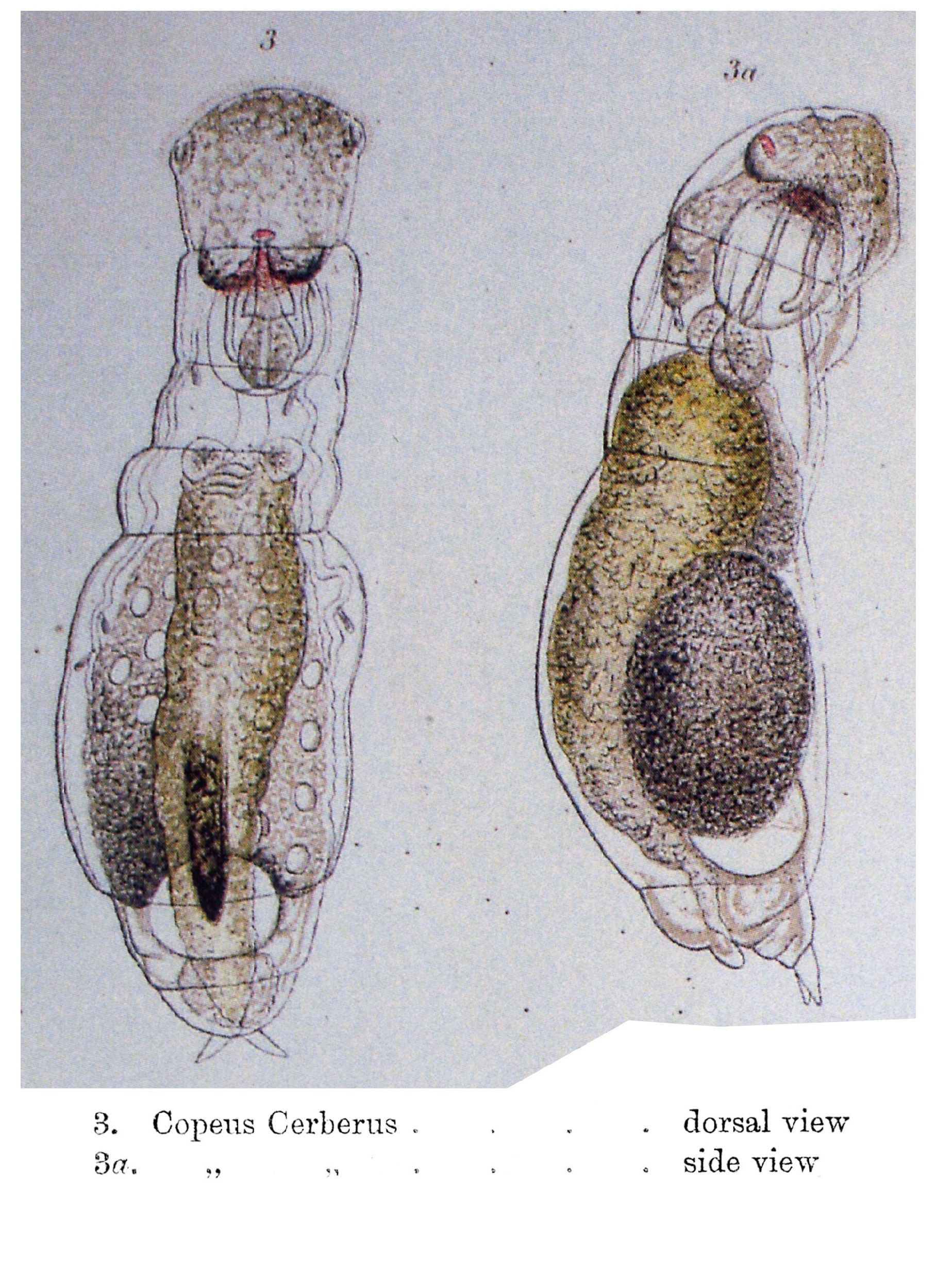 Image of <i>Notommata cerberus</i>