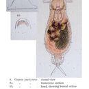 Imagem de <i>Notommata pachyura</i>