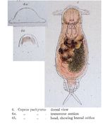 Image of <i>Notommata pachyura</i>