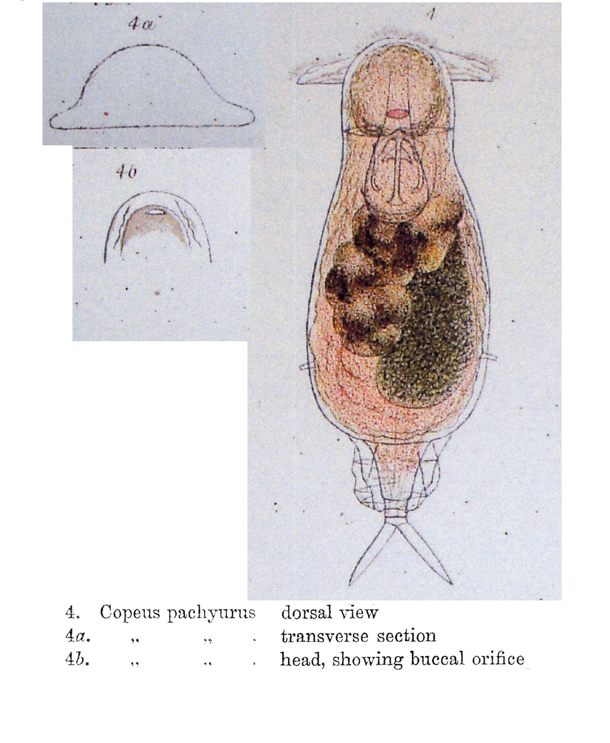 Image of <i>Notommata pachyura</i>