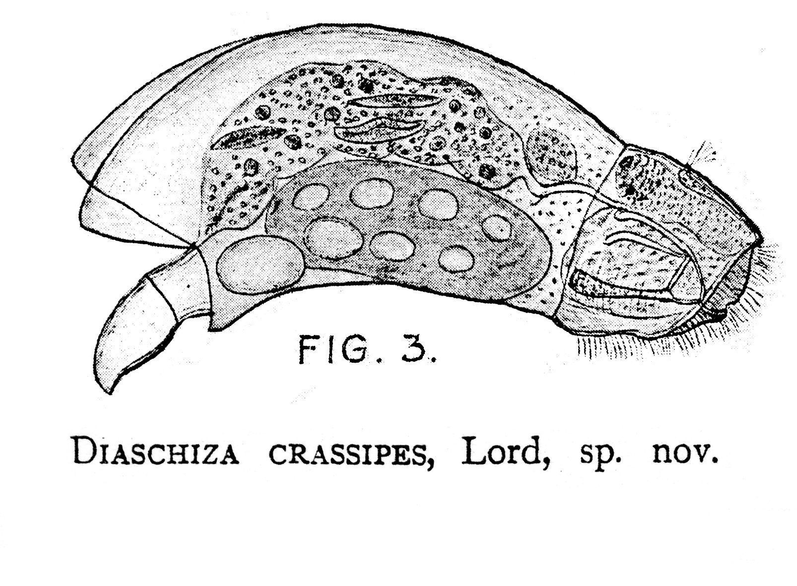 Image of Cephalodella crassipes (Lord 1903)