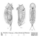 Image of Cephalodella derbyi (Dixon-Nuttall & Freeman 1903)