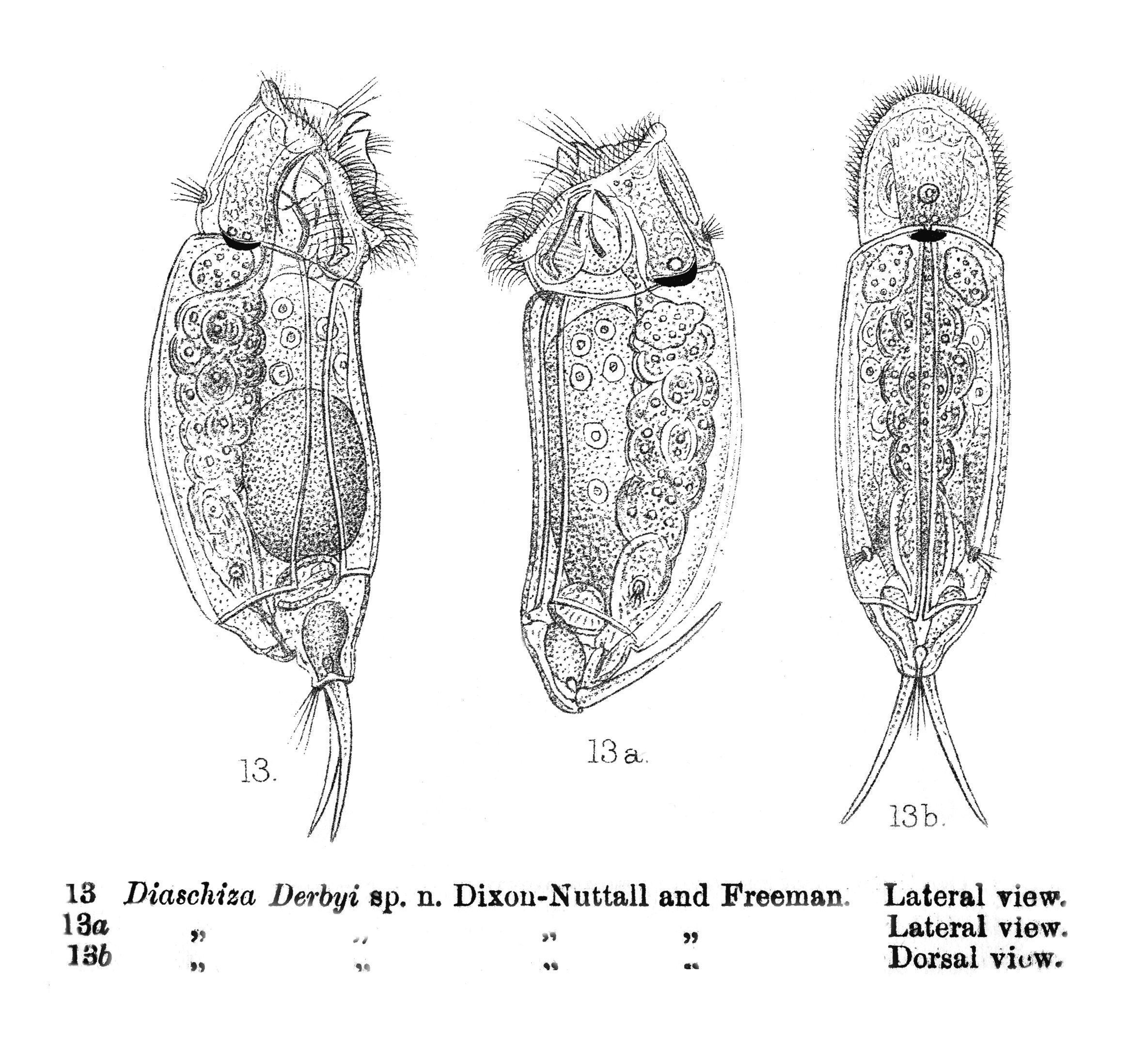 Image of Cephalodella derbyi (Dixon-Nuttall & Freeman 1903)