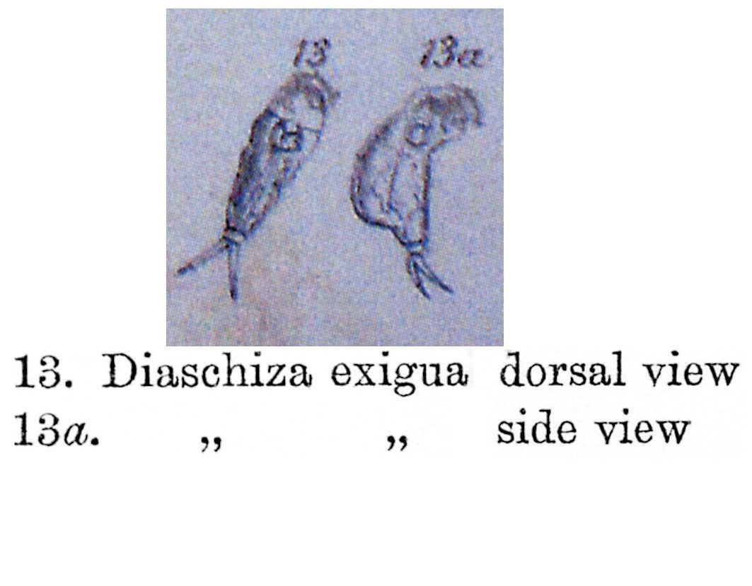 Слика од Cephalodella exigua (Gosse 1886)