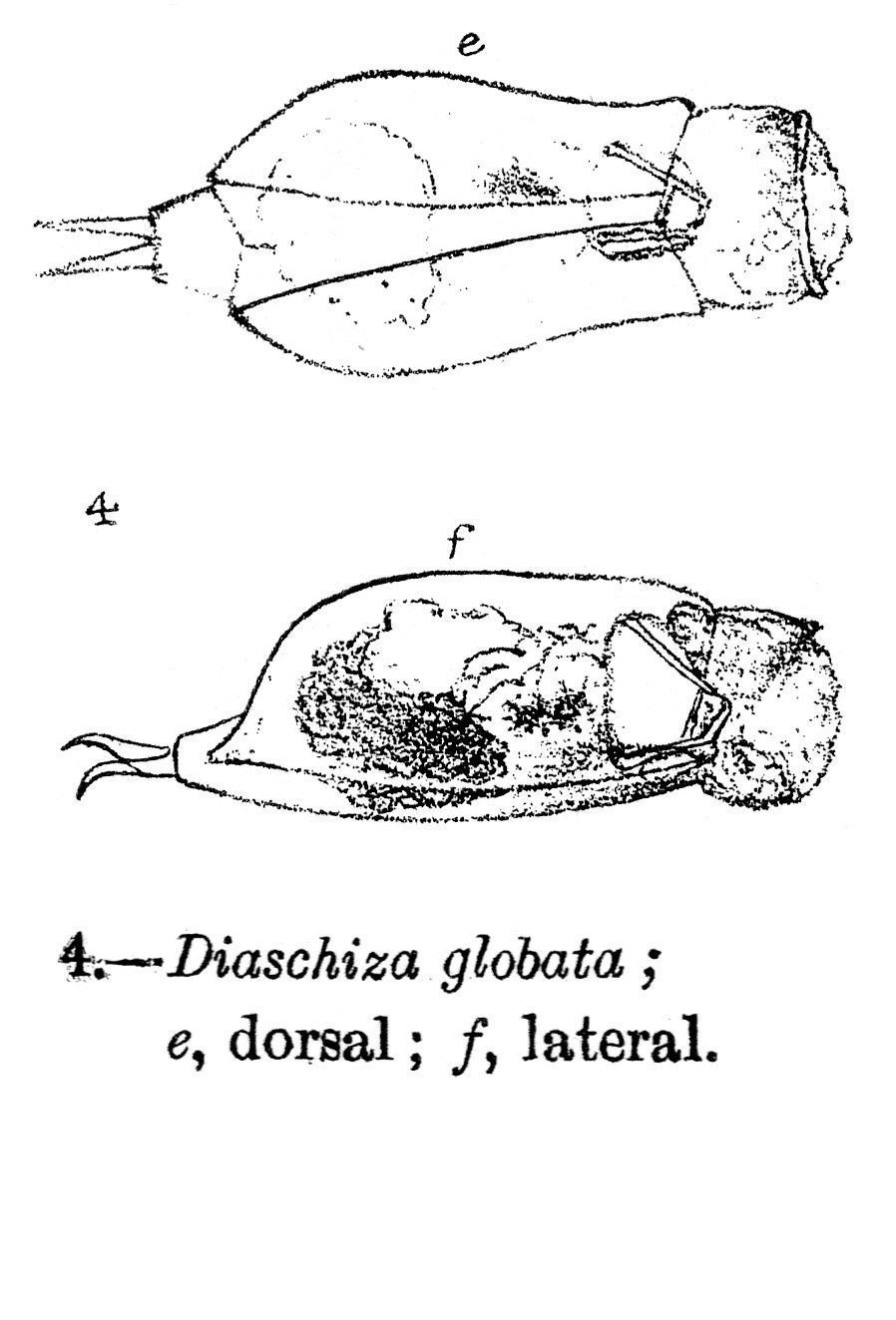 Image of Cephalodella globata (Gosse 1887)
