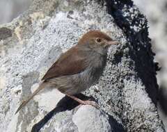 Imagem de Cisticola fulvicapilla (Vieillot 1817)