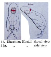 Image of Cephalodella hoodii (Gosse 1886)