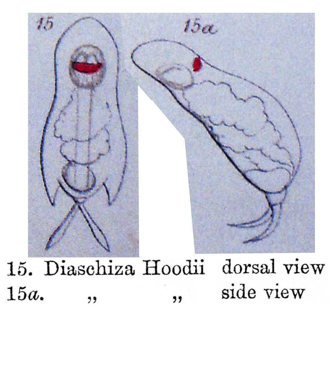 Image of Cephalodella hoodii (Gosse 1886)