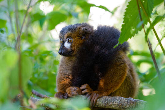 Image of Red-bellied Lemur