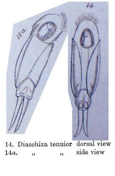 Image of <i>Cephalodella tenuior</i>