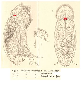 Image of <i>Cephalodella ventripes</i>