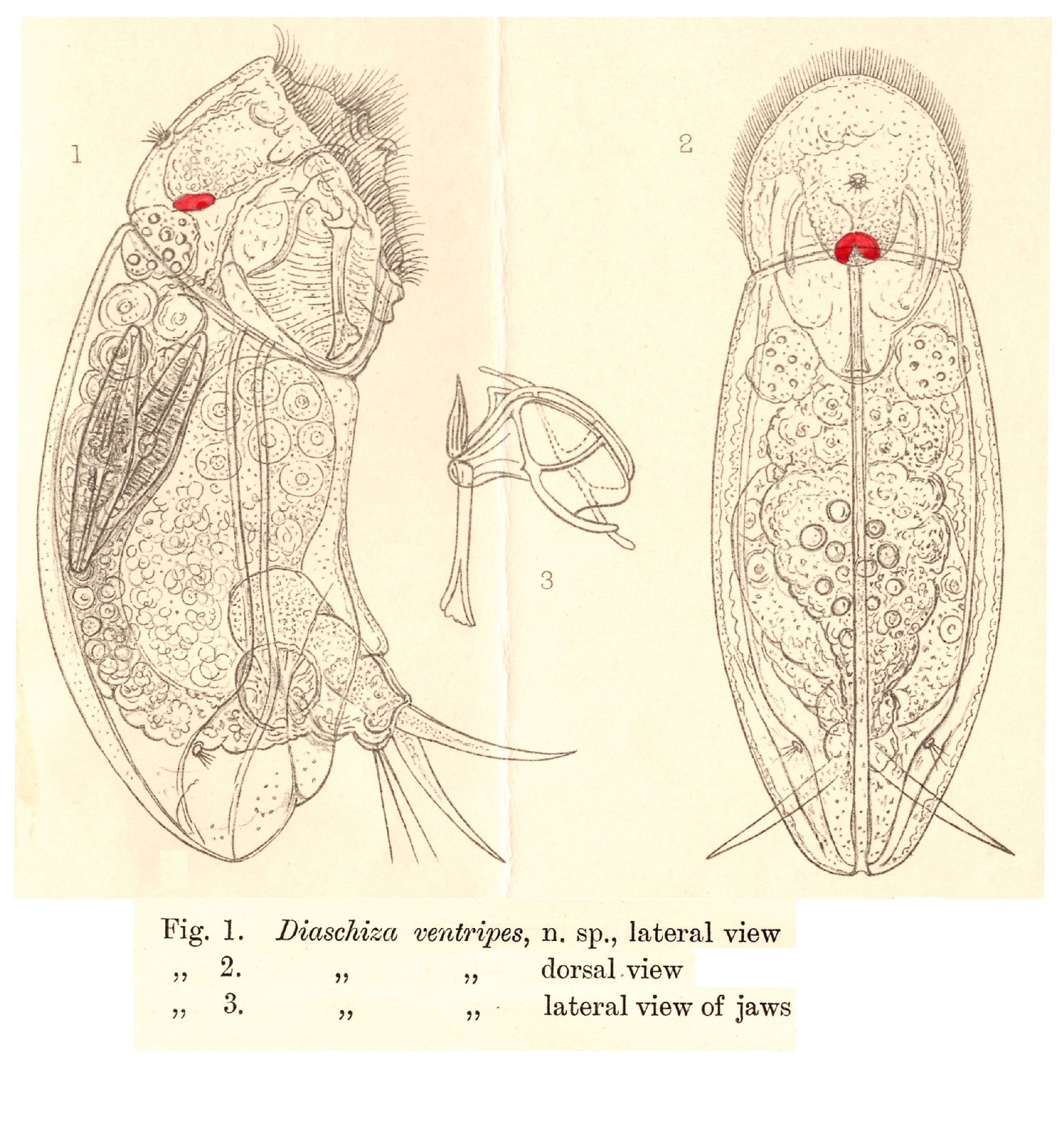 Image of <i>Cephalodella ventripes</i>