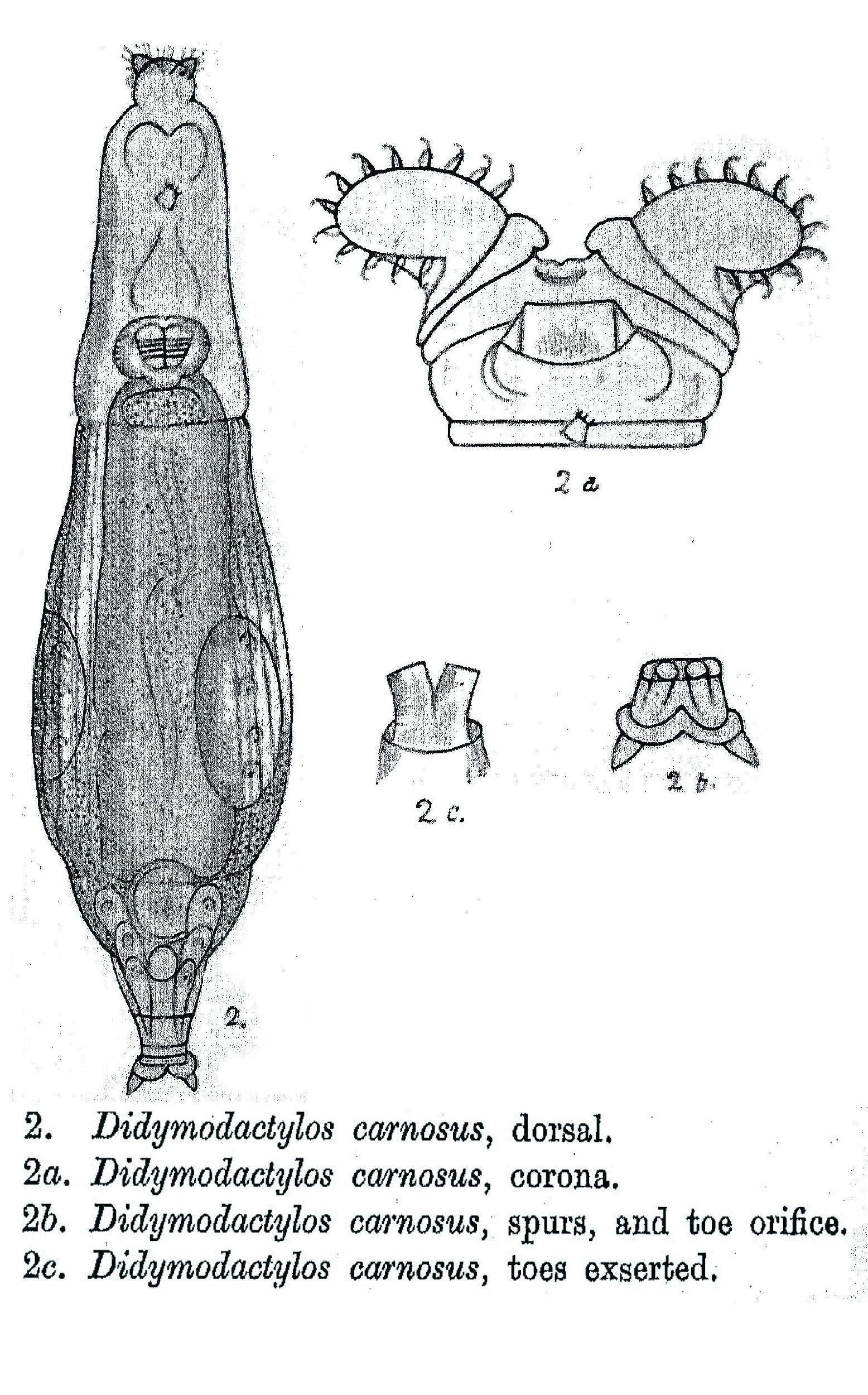 Image of Didymodactylos carnosus Milne 1916