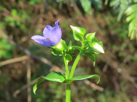 Image of Exacum courtallense Arn.