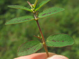 Image of Hyssop-Leaf Sandmat