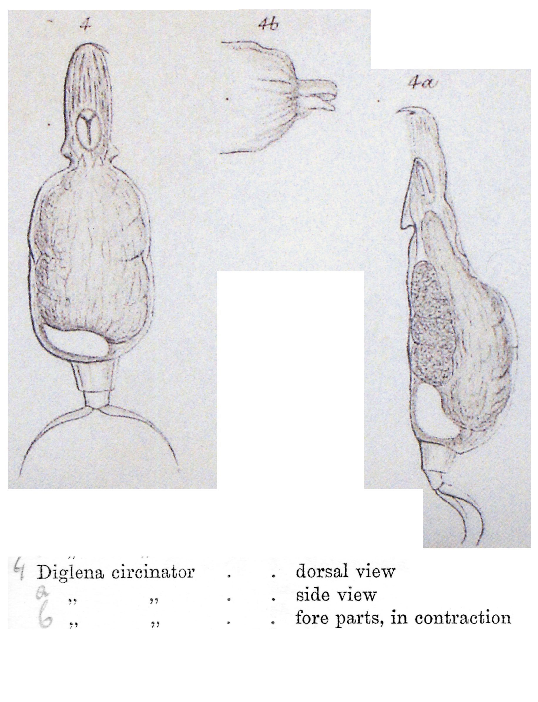 Image of <i>Aspelta circinator</i>