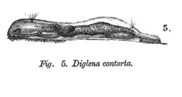 Image of <i>Notommata contorta</i>