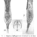 Image of Dicranophorus difflugiarum (Penard 1914)