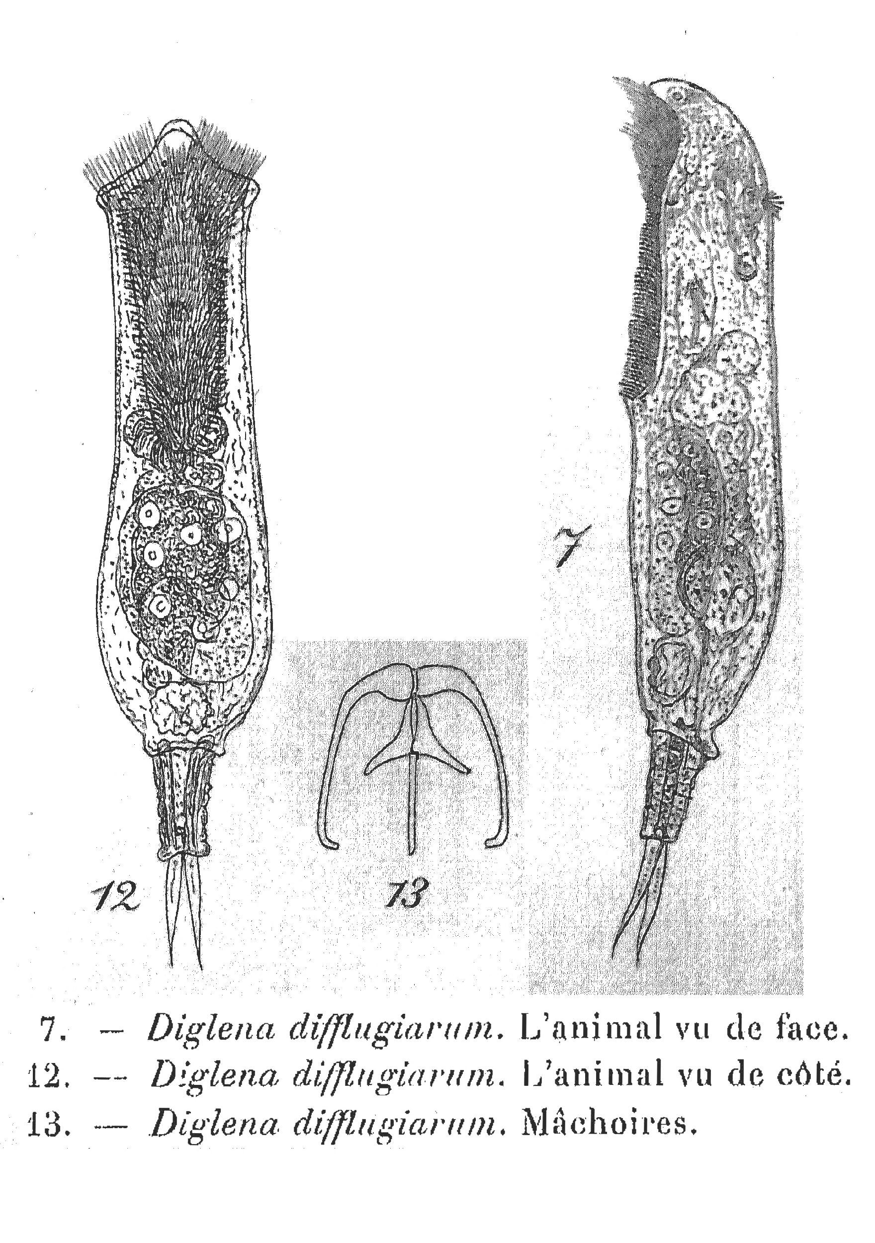 Image of Dicranophorus difflugiarum (Penard 1914)