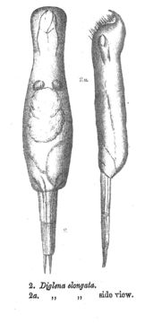 Image of Wierzejskiella elongata (Glascott 1893)