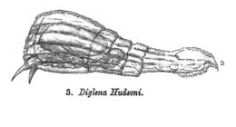 Image of Paradicranophorus hudsoni (Glascott 1893)