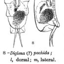 Image de <i>Aspelta pachida</i>