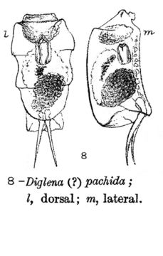 Image of <i>Aspelta pachida</i>