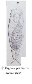 Image of Encentrum permolle (Gosse 1886)