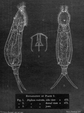 Image of <i>Dicranophorus rostratus</i>