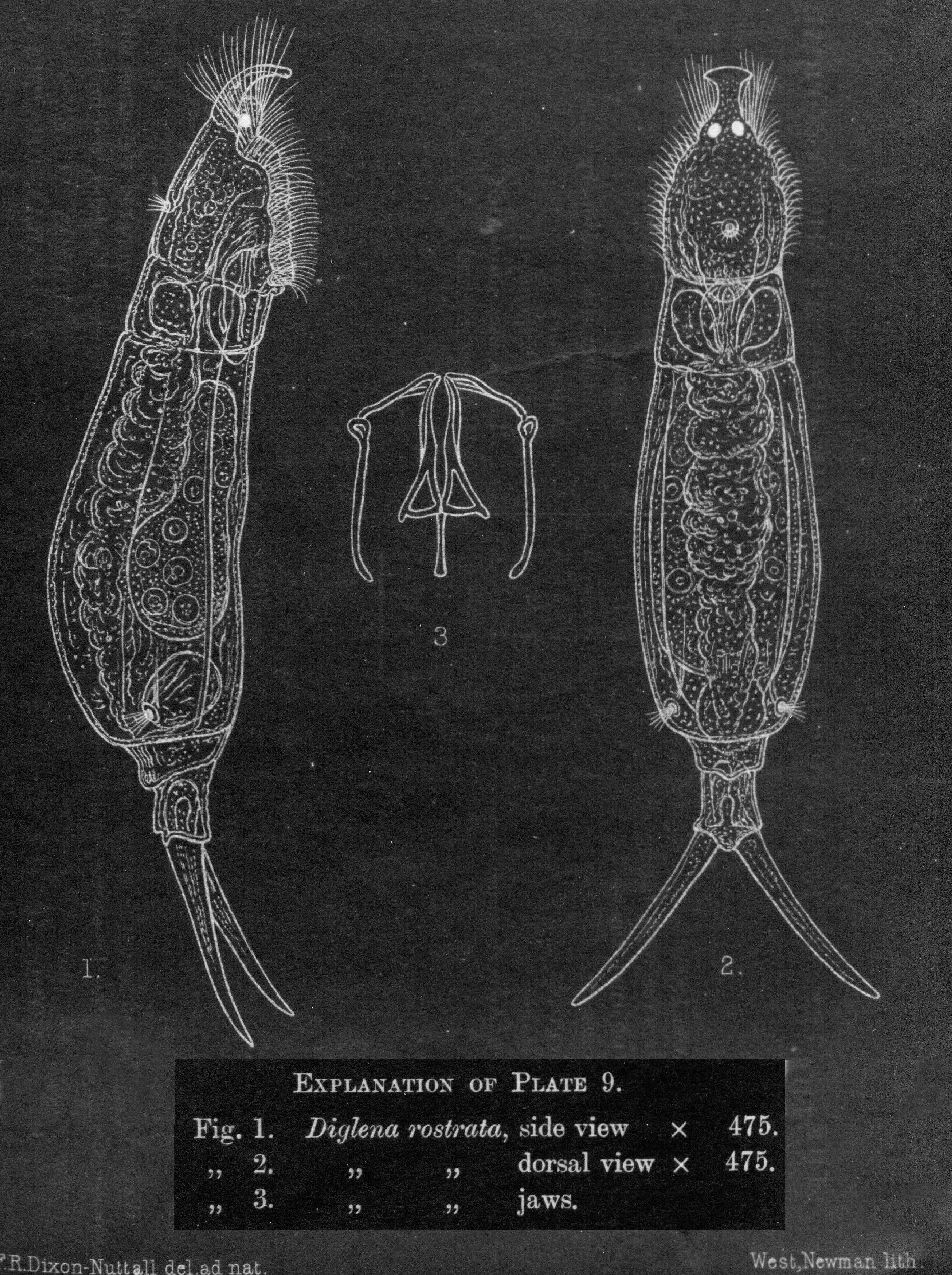 Image of <i>Dicranophorus rostratus</i>