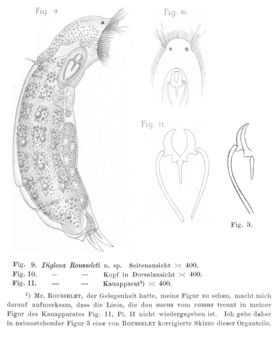 Image of Encentrum rousseleti (Lie-Pettersen 1905)