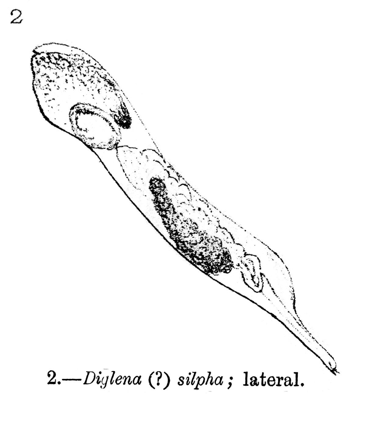 Image of <i>Notommata silpha</i>