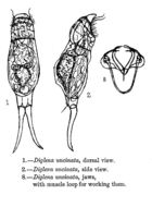 Image of <i>Encentrum uncinatum</i>